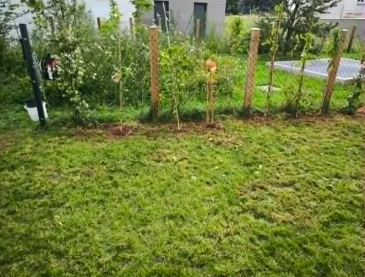 Aménagement de jardin près de Lyon — jeunes plantations le long du grillage avant mise en forme