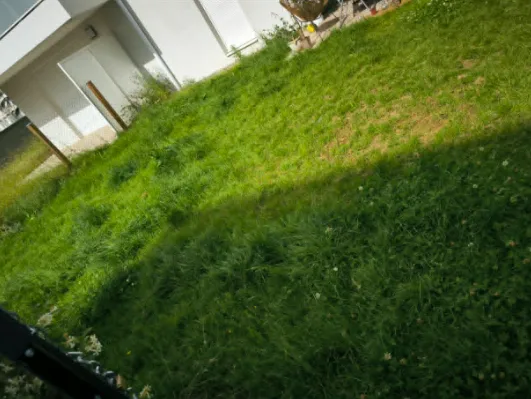 Tonte de pelouse à Vaulx-en-Velin — gazon haut et irrégulier avant intervention